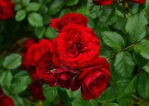 Rose5.jpg
