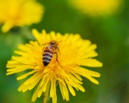 bug on dandelion.jpg
