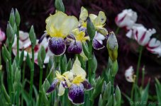 DSC_7289.jpg