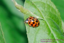 142 Ladybug-130522-01_1.jpg