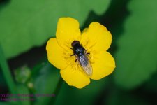 142 Fly on Buttercup-130522_1.jpg