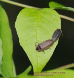 142 Fireflies-130522_1.jpg