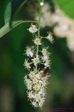 142 Chokecherry with Firefly-130522_1.jpg