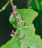 142 Cherry Pouch Gall-130522_1.jpg