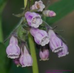 142 Russian Comfrey-130522-01_1.jpg