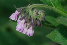 142 Russian Comfrey-130522-02_1.jpg