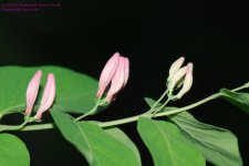 Honeysuckle-130521-01_1.jpg