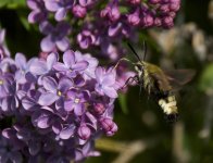 pollinates.jpg