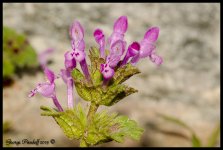 Day141Flower.jpg