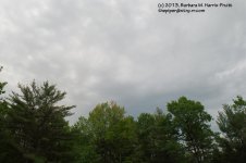 143 Sky and Trees-130523_1.jpg