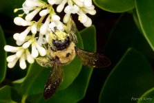 pollen_bomber_by_lordpenguinman-d66aqf4.jpg