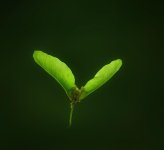 maple seed.jpg