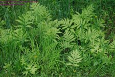 144 Ferns-130524_1.jpg