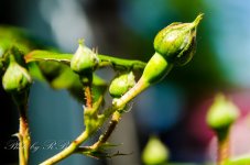 20130522-_1RB4807.jpg