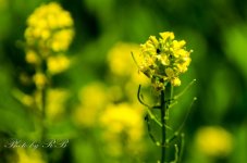 20130523-_1RB4805.jpg