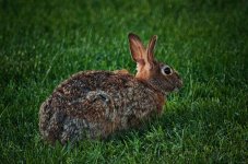 spring bunny1200.jpg