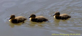 Three Ducklings.jpg