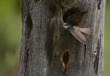 swallow1.jpg