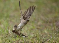 swallow2.jpg