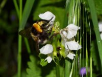 Bee3 copie.jpg