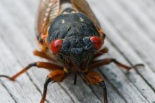 cicada-4.jpg