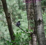 146 Crow-130526_1.jpg