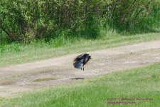 146 Crow BIF-130526_1.jpg