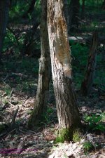 146 Bear Evidence-130526-02_1.jpg