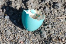 146 Robin's Egg Shell-130526_1.jpg