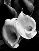 43362-hi-Imogen_Cunningham.jpg