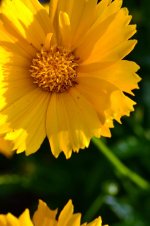 Flower4.jpg