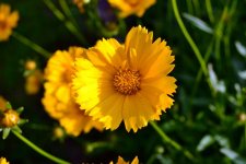 Yellow5.jpg