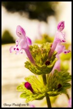 Day146FlowerMacro.jpg