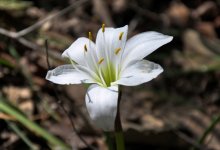 Florida Caverns Flowers-34.jpg