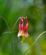 Florida Caverns Flowers-33.jpg