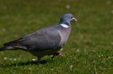 DSC_0273.JPG