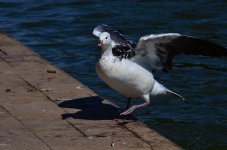 DSC_0240.JPG