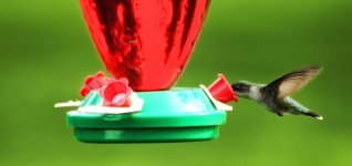 hummingbird 4 800.jpg