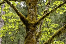 PACKWOOD 049.jpg
