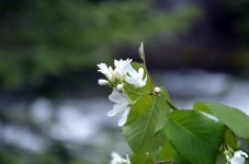 PACKWOOD 106.jpg
