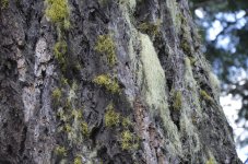 PACKWOOD 109.jpg