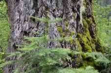 PACKWOOD 112.jpg