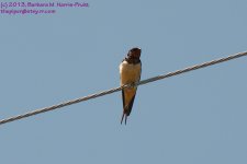 147 Barn Swallow-130527-02_1.jpg