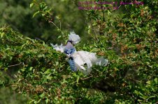 147 Blue Jay-130527_1.jpg