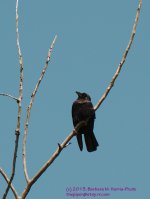 147 Crow-130527_1.jpg