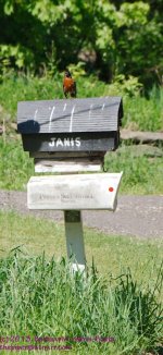 147 Robin-130527_1.jpg