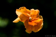 DSC_7779.jpg