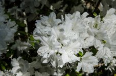 DSC_7492.jpg