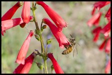 HoneysuckleBee.jpg