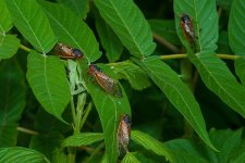 cicada1-1.jpg